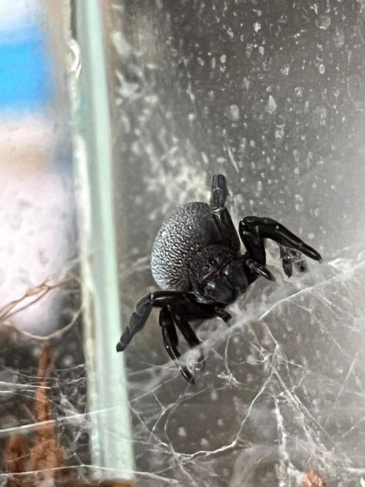 Phormictopus atrichomatus (samiczka)