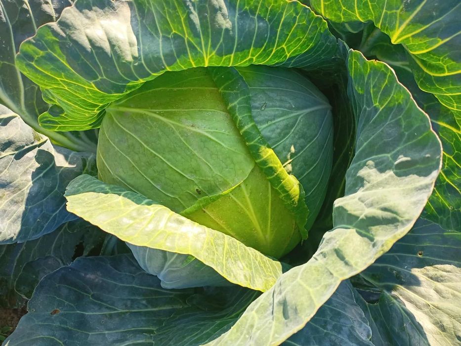 Sprzedam kapustę główki lub szatkowana