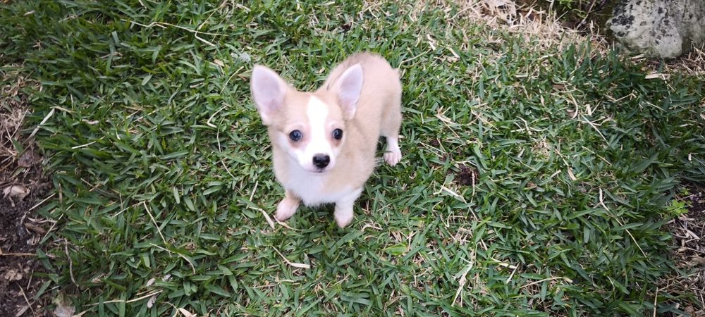 Chihuahua hiper miniatura disponível para entrega imediata existe a po