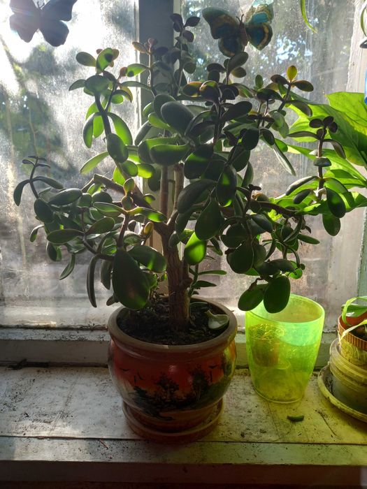 Продам цветочки .