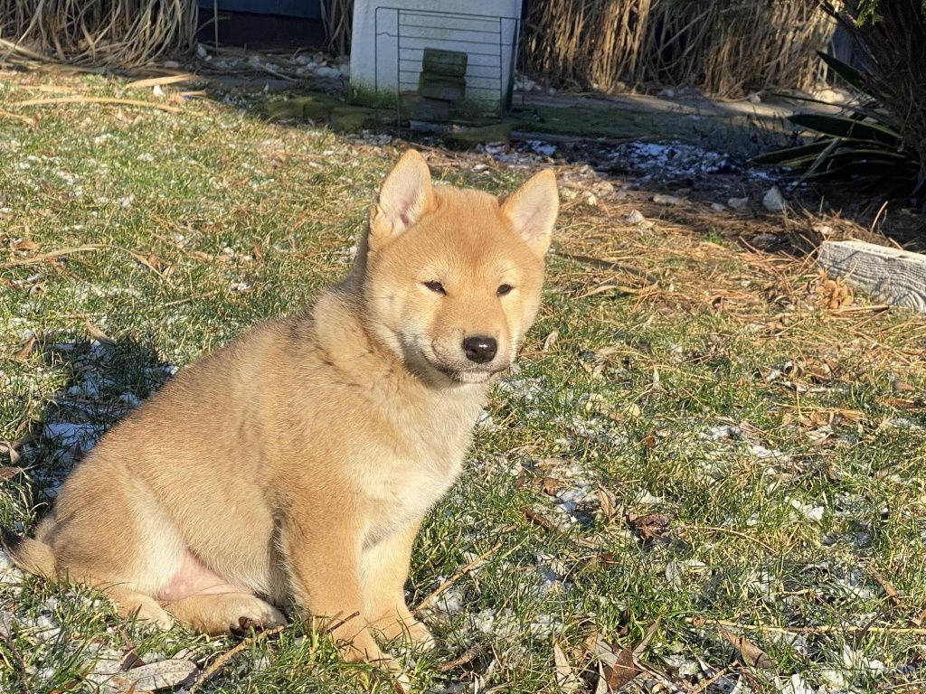 Shiba inu dziewczynka