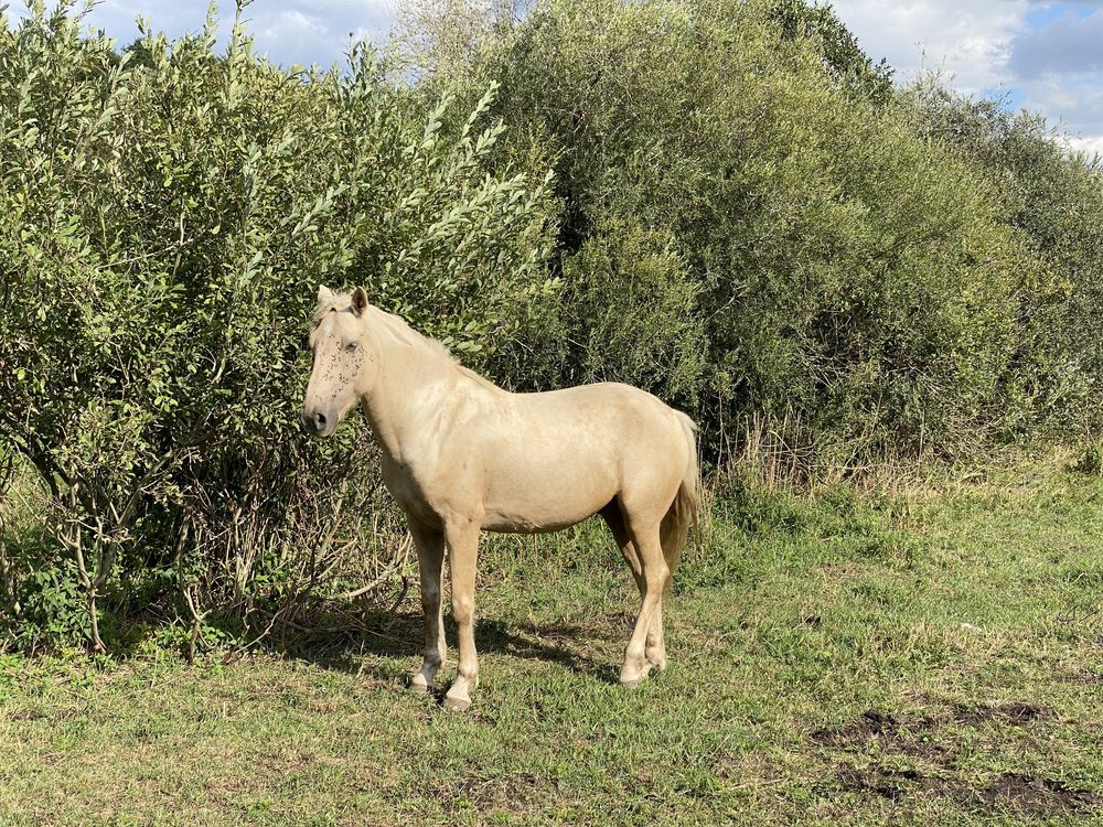 Wałach Hiszpański, palomino