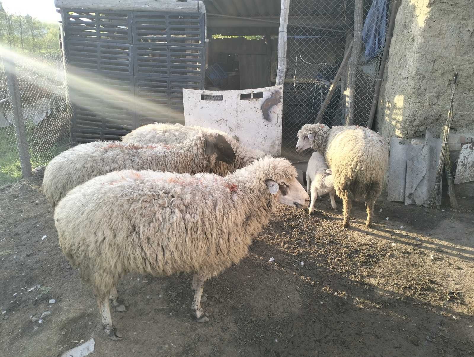 Продам овець ,Продам овець 5 шт.Возраст 4 года,цена за 1 шт.