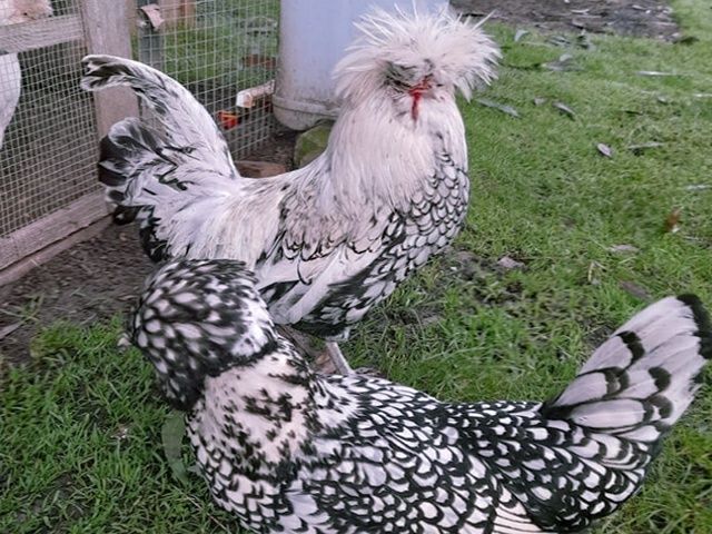 Інкубаційне яйце кур, курчата, Падуан біле золото, срібло.