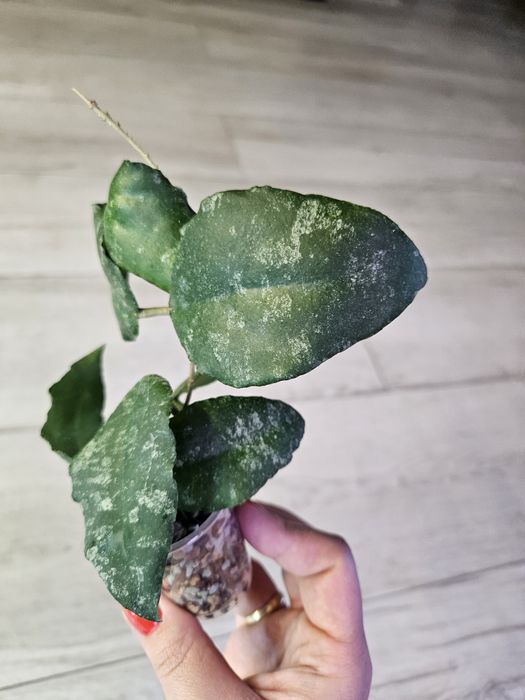 Hoya caudata Sumatra