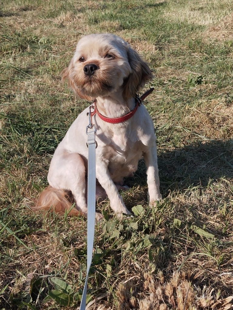Cavapoo piesek , ( hybryda maltipoo, maltańczyk, cavalier, pudel)