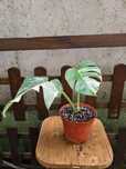 Monstera deliciosa Albo Borsigiana - Monstera Variegata