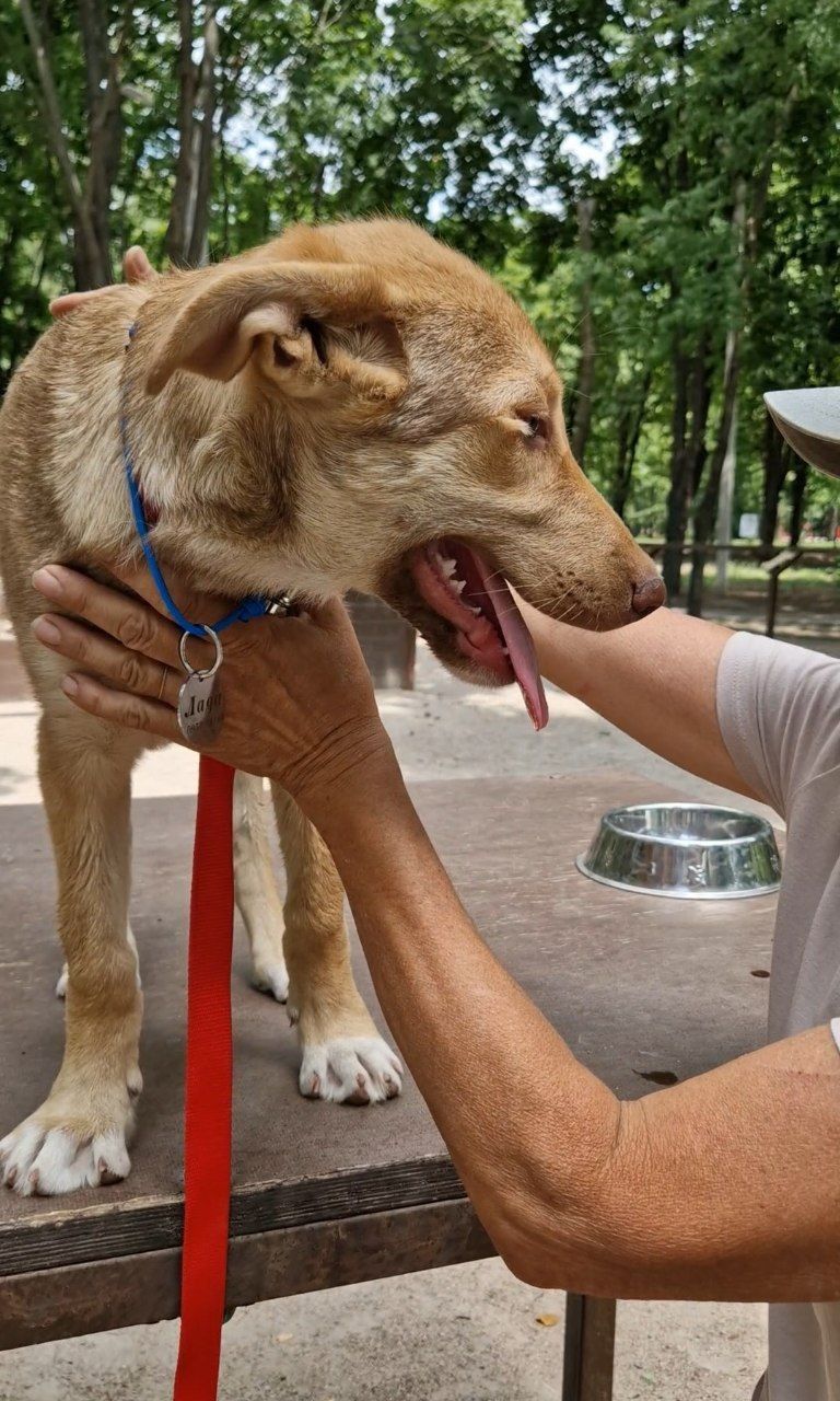 Цуценя в гарні руки