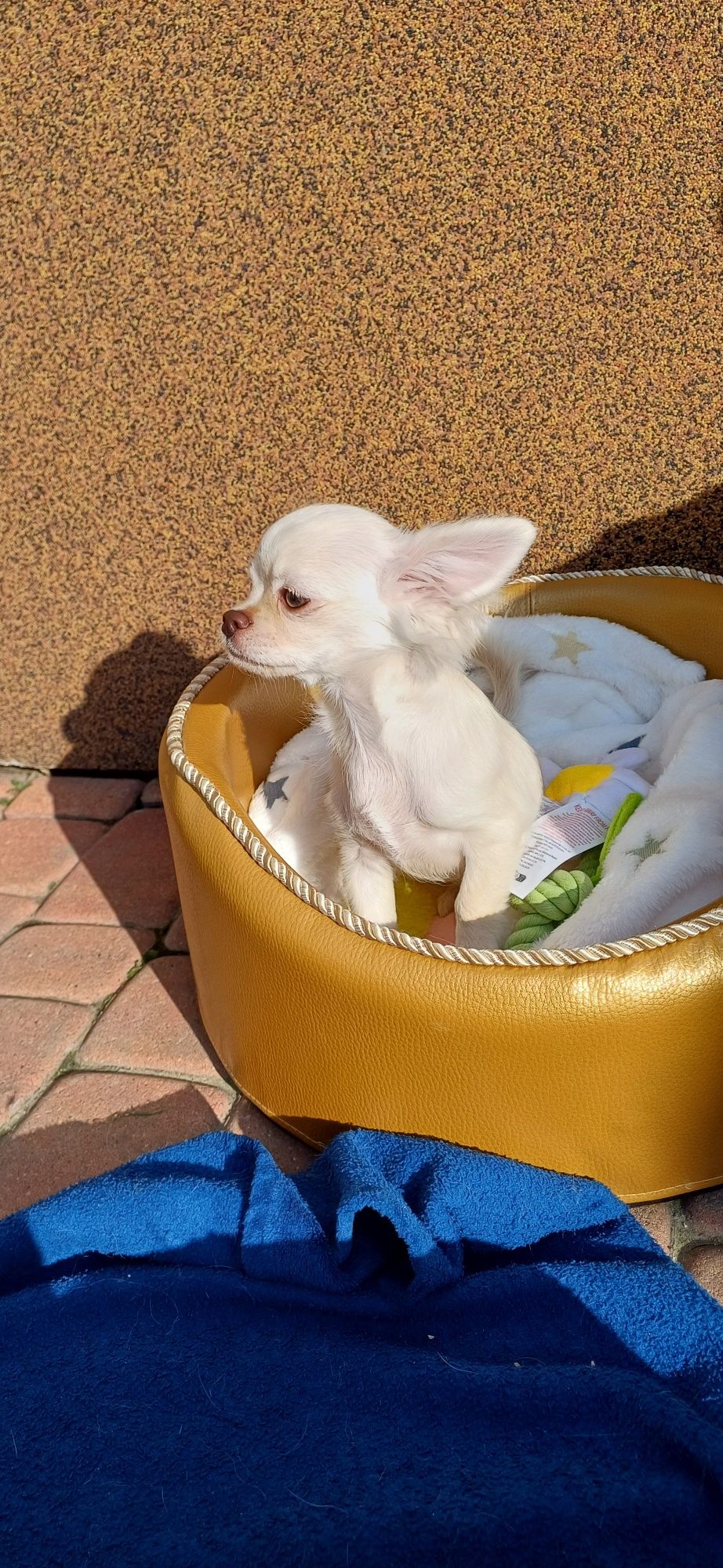 Chłopczyk chihuahua FCI
