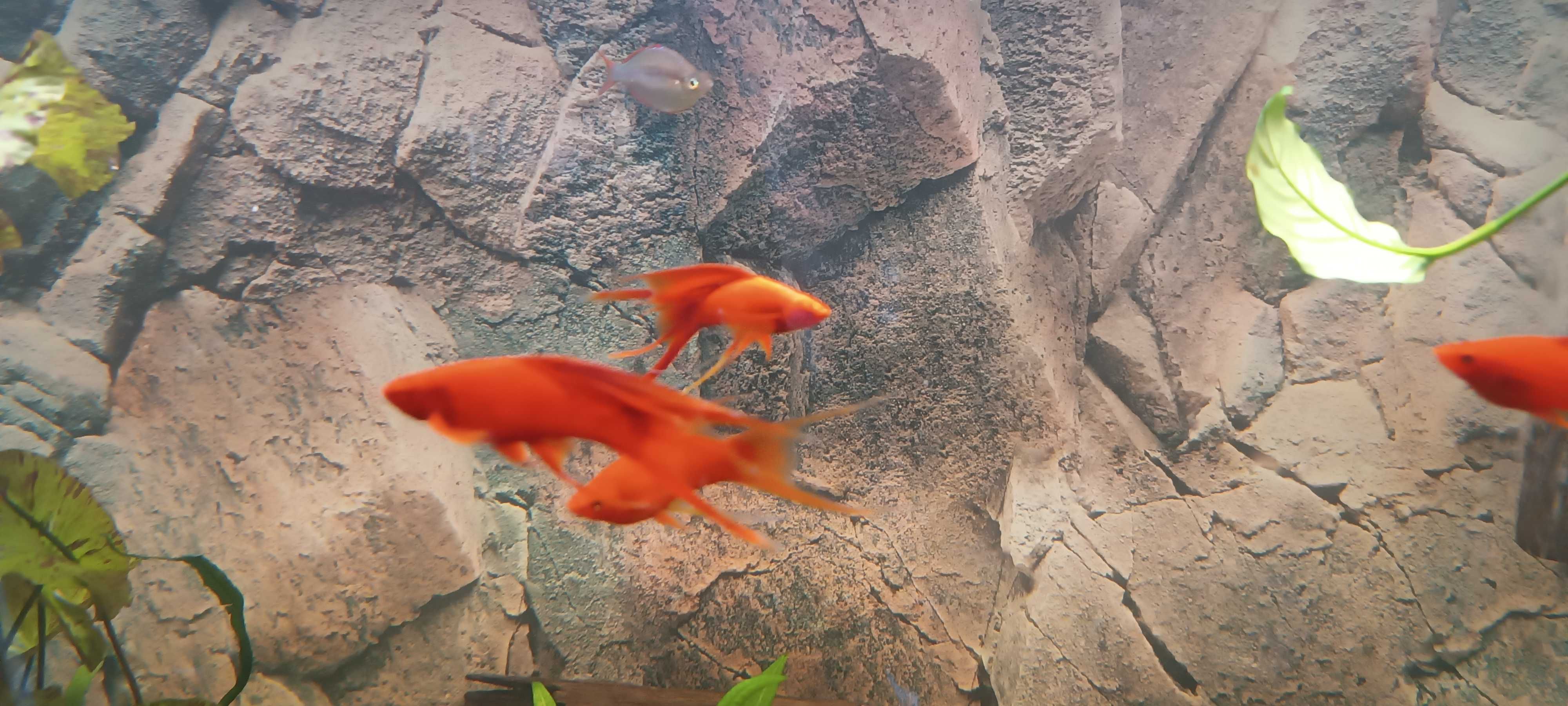 Akwarium z szafka juwel 450 r fluval fx6 lira delta mieczyki corodyras