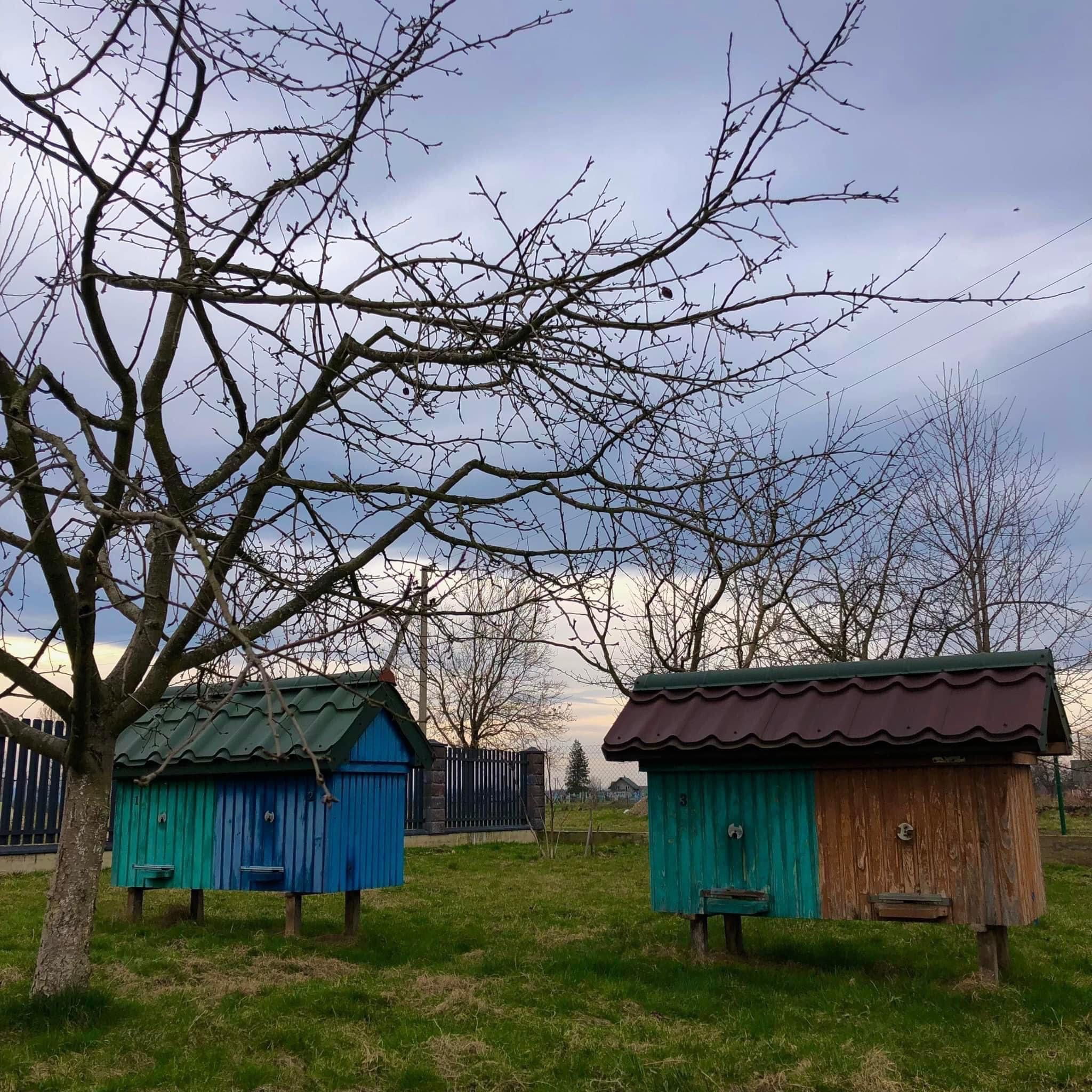 Продаємо вулики з бджолами або самі бджоли