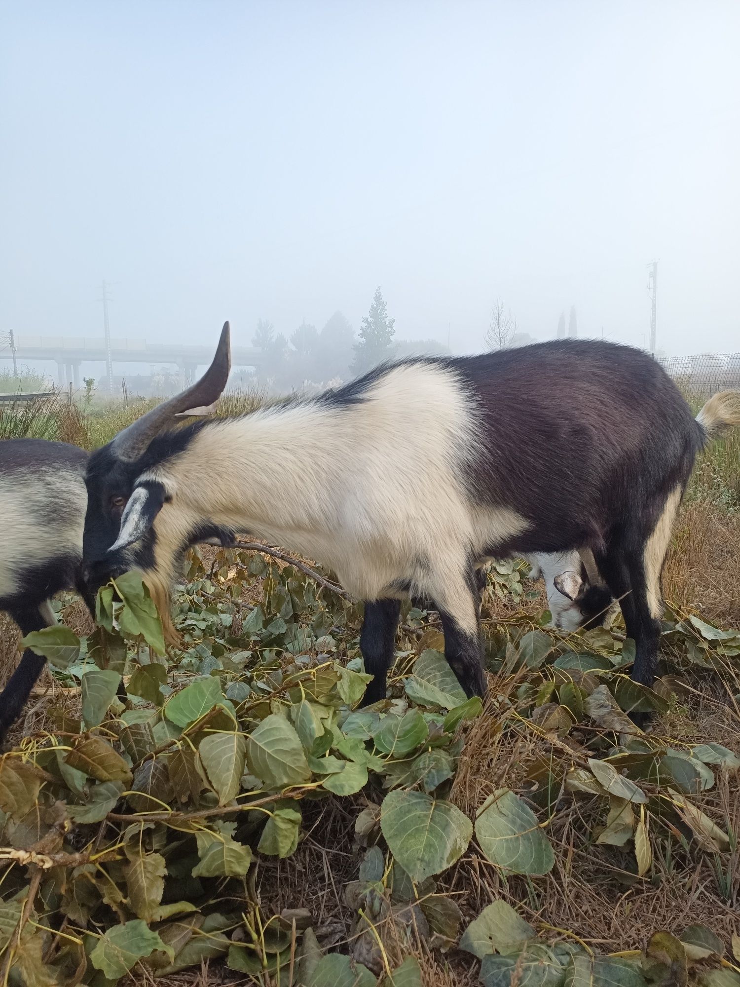 Rebanho 3 cabras e 1 bode