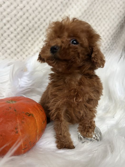 Мікро дівчинка . Той пудель Тікап