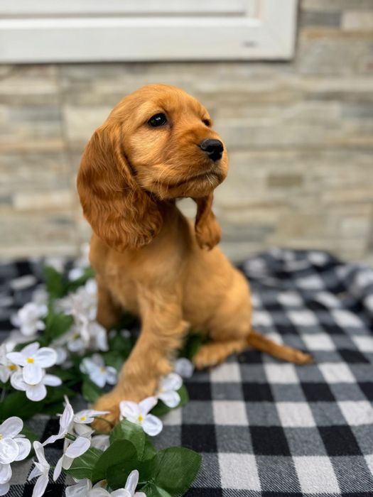 Cocker spaniel sunia z rodowodem