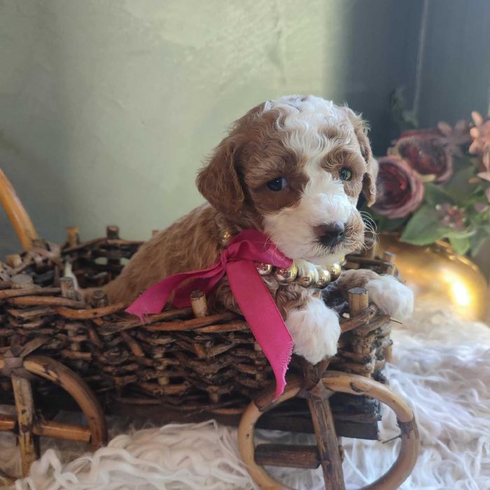 Bichpoo/Pochoon/Maltipoo > dotępna suczka .