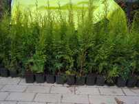 WYPRZEDAZ Tuja Szmaragd 20-30 cm Thuja Smaragd 1 KLASA -- DOWOZIMY--