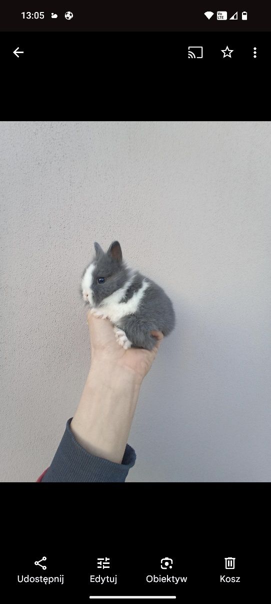 Królik_miniaturka- błekitne
