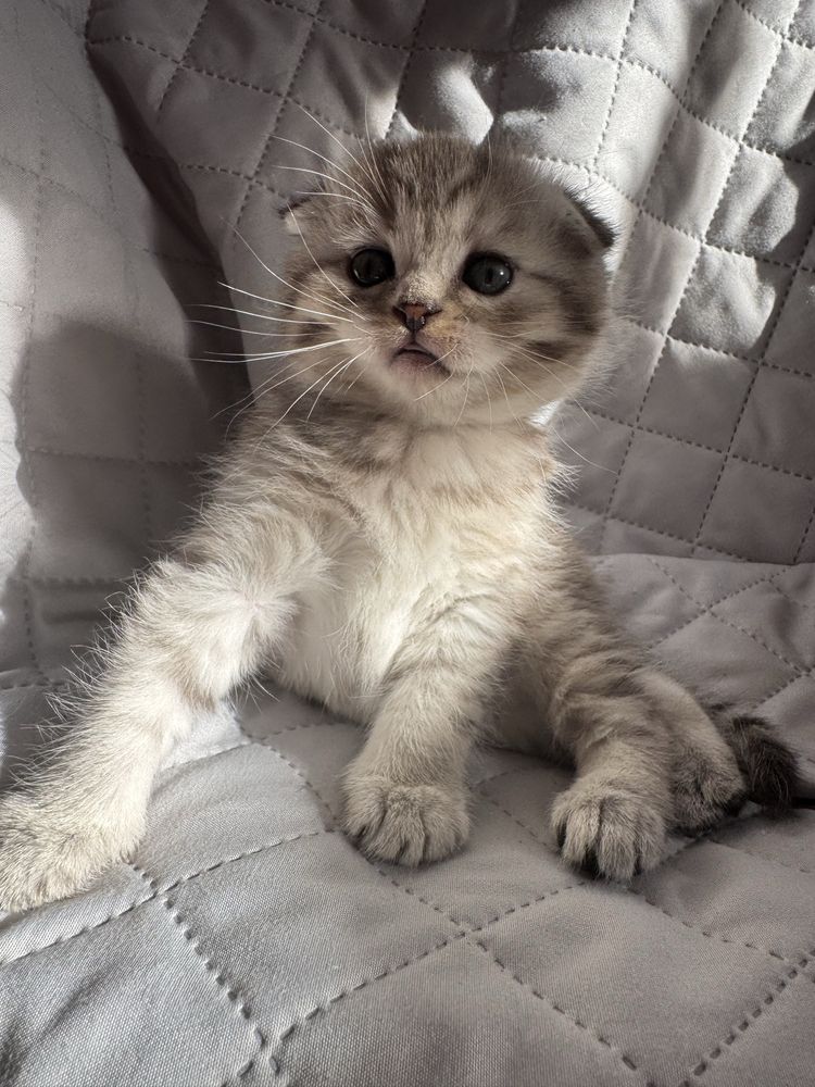 Шотландське висловухе кошеня