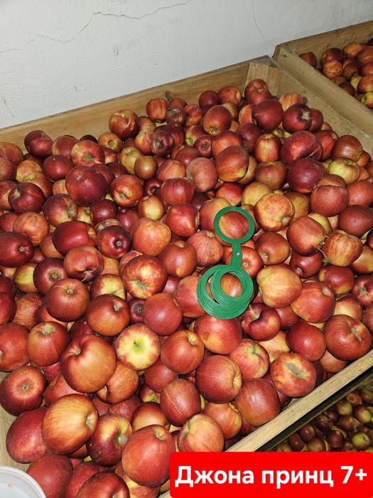 Продаж Яблук різних сортів