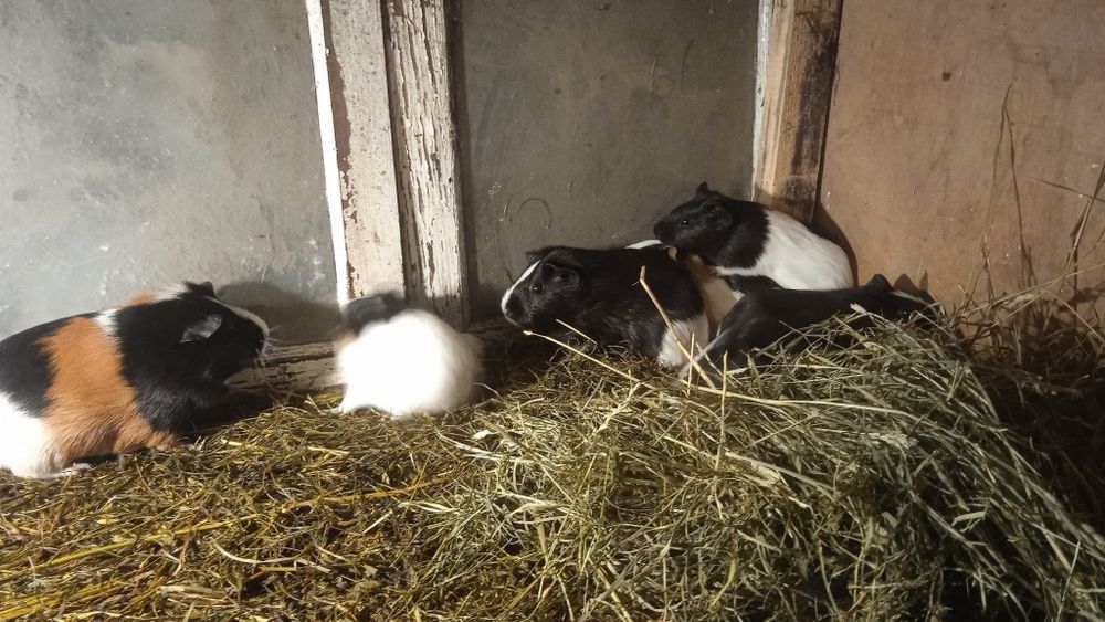 Продам Морські свинки