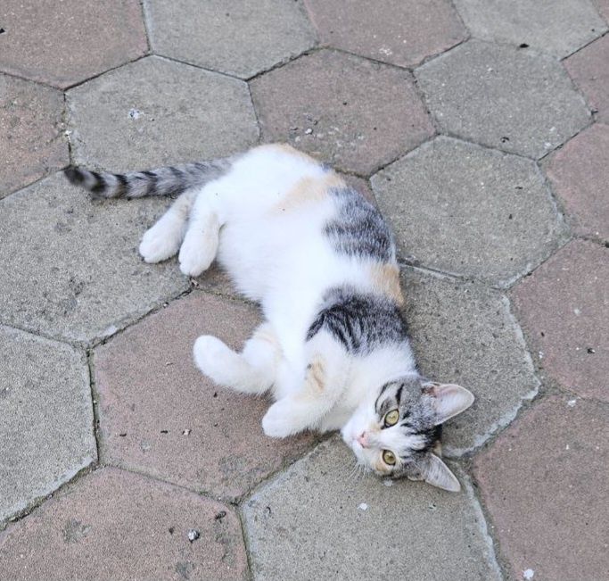 Отдам даром в добрые руки трехцветную кошечку