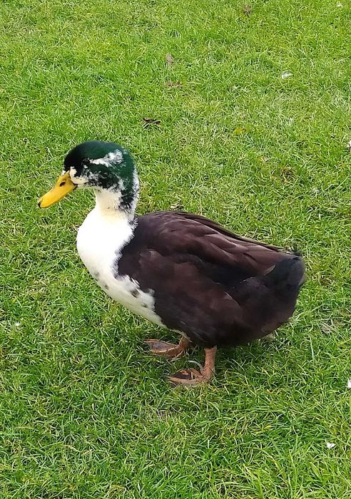 Kaczki piżmówki i mix staropolskie/dworka 2025r