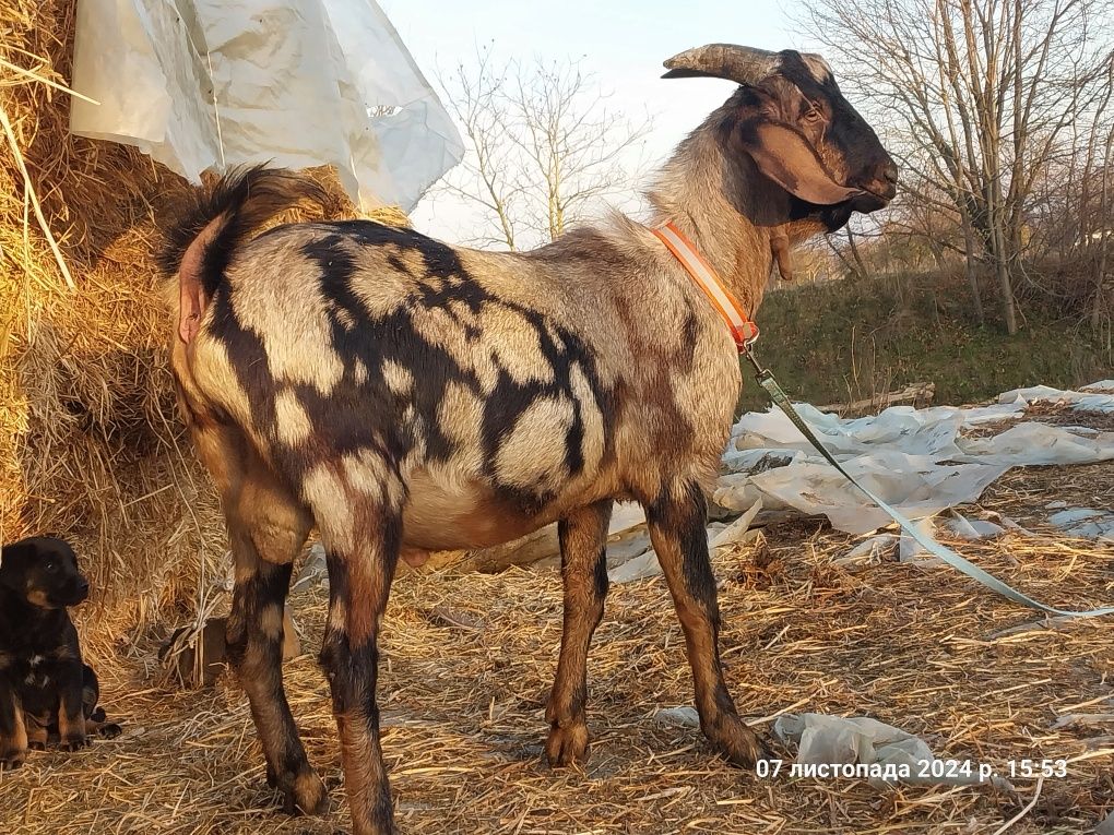 Цап англонубійський
