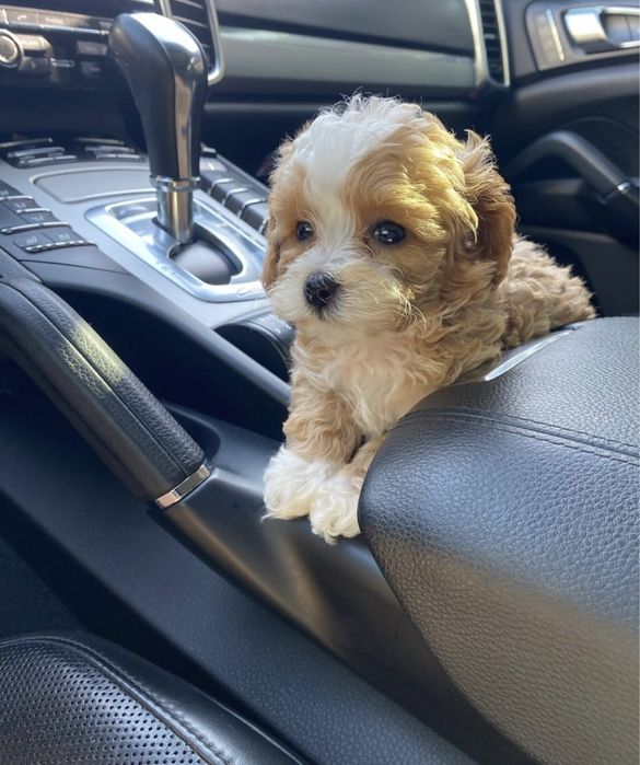 Мінічка цуценятка мальтипу ф1