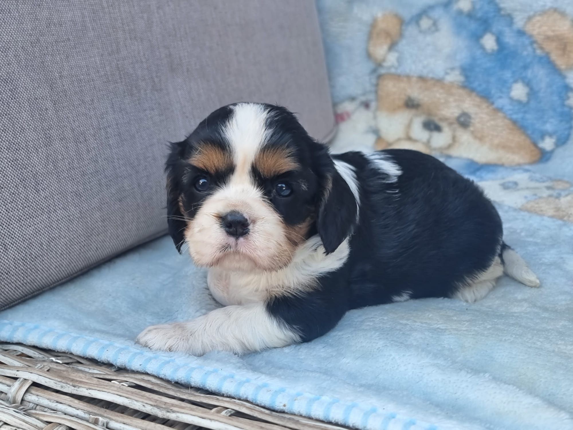 CAVALIER King Charles Spaniel tricolor suczka szczeniaki