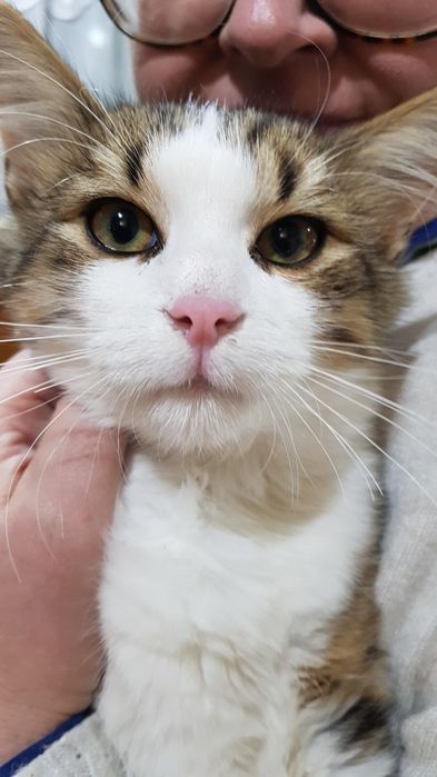 Przekażę kotki do adopcji