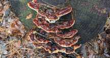 Korzeniowiec sosnowy (Heterobasidion annosum), suszony, 100g.