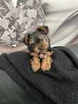 Yorkshire Terrier fêmea mini