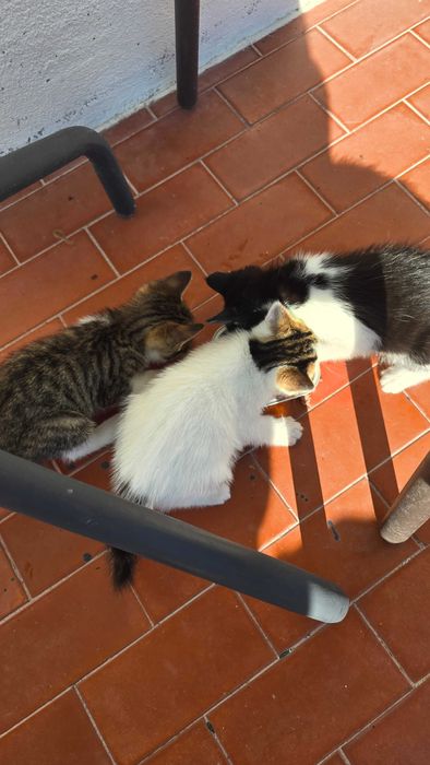 Gatinhos com 2 meses. Para adoção.