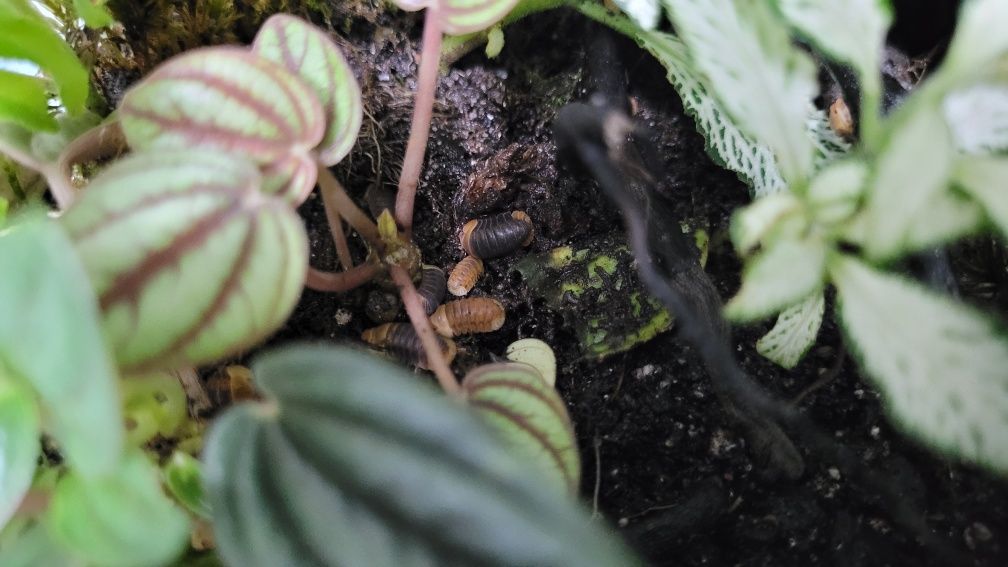 Cubaris Sp. Rubber Ducky gatunek kolekcjonerski. Prosionki