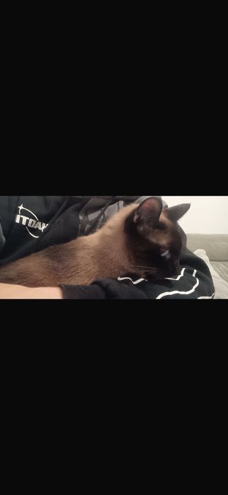 Doação de Gatinho