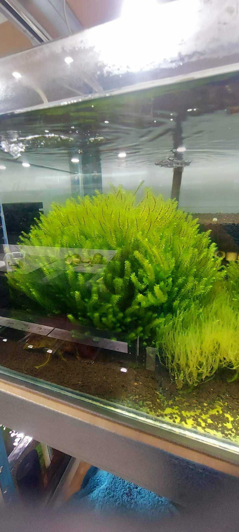 Mech  Distichophyllum sp. + GRATIS