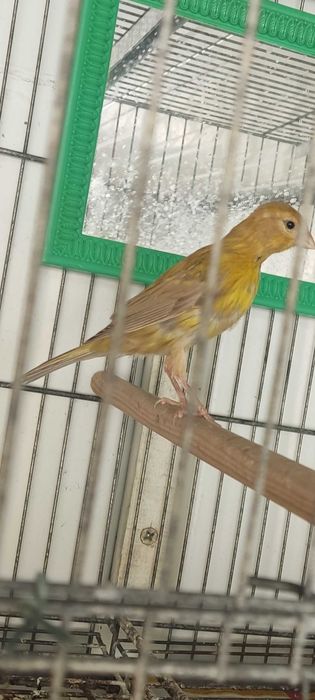 Canaria Timbrada espanhol
