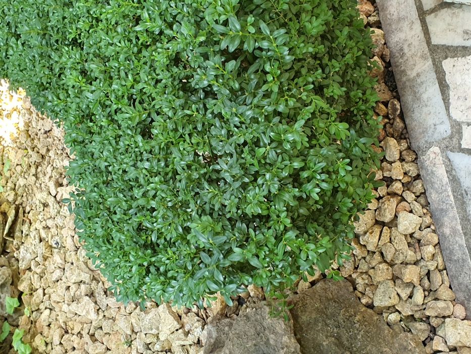 Самшит буксус