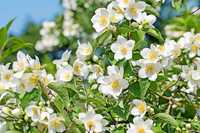 GK JAŚMINOWIEC WONNY Philadelphus coronarius HURT-DETAL Wysyłka