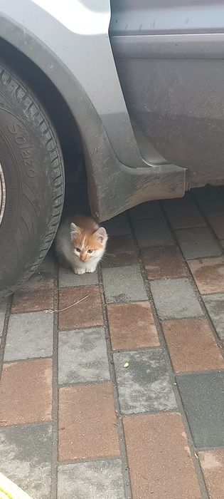 Безкоштовно в добрі ручки.