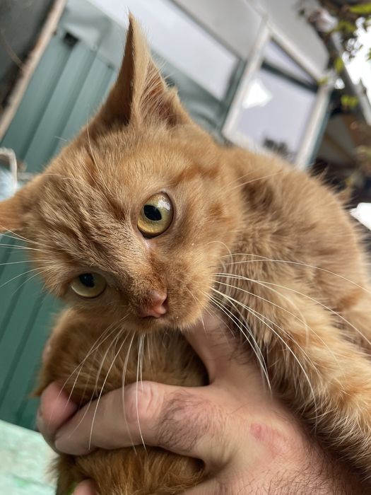 Рыжее счастье!!! Большая редкость рыжая девочка которая живет на улице