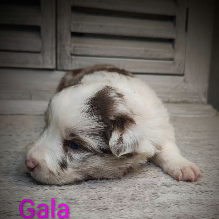 Border collie suczka red merle