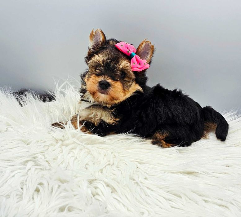 Dziewczynka Yorkshire Terrier