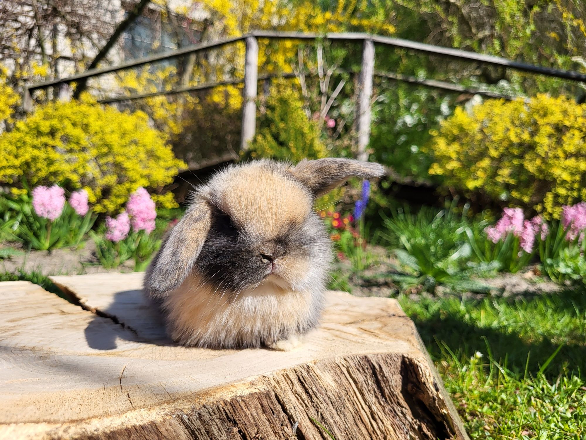 Króliczki Mini Lop. (Króliczki karzełki, miniaturki) Legalna hodowla.