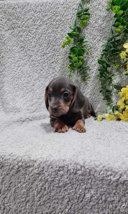 Estupendo Teckel Blue Tan de Qualidade