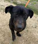 Cudowny samiec Uszko prosi o adopcje!