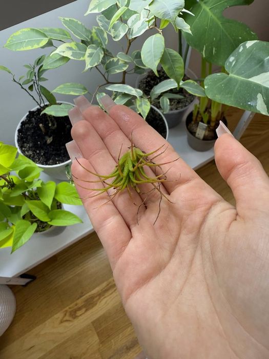 Тілландсія ілнант атмосферна тилландсия рослини вазон