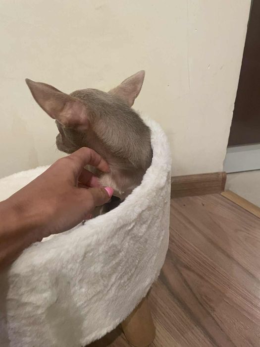 Chihuahua liliowy chłopczyk gotowy do odbioru