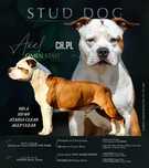 American Stafordshire Terrier