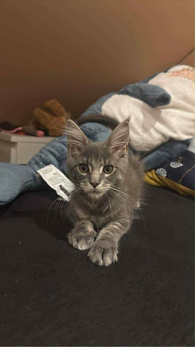 Sprzedam kota rasy Maine coon